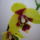 Orchidea___1-001_1357815_6263_t