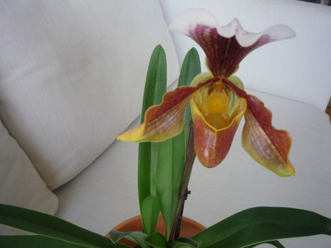 ORCHIDEA  :-)) 1