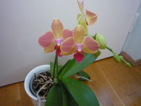 ORCHIDEA  :-)) 10