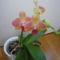 ORCHIDEA  :-)) 10