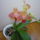 Orchidea___10-001_1357824_7490_t