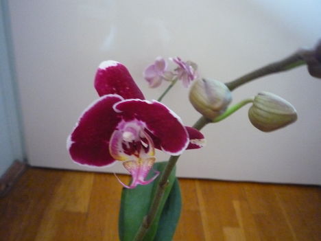 ORCHIDEA  :-)) 10