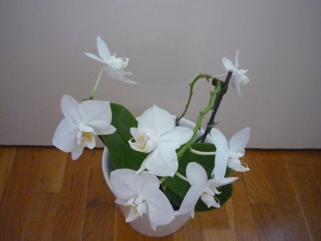 ORCHIDEA  :-)) 11