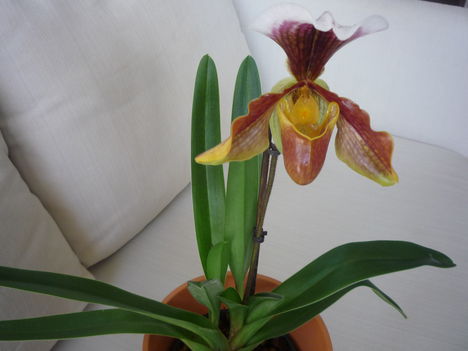 ORCHIDEA  :-)) 11