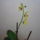 Orchidea___12-001_1357826_8766_t