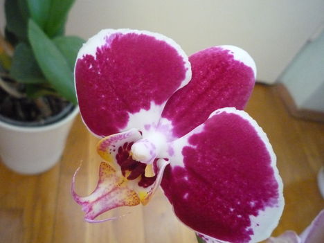 ORCHIDEA  :-)) 12