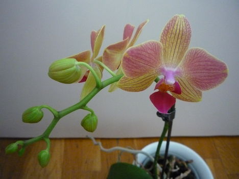 ORCHIDEA  :-)) 13