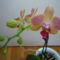 ORCHIDEA  :-)) 13