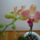 Orchidea___13-001_1357827_6974_t