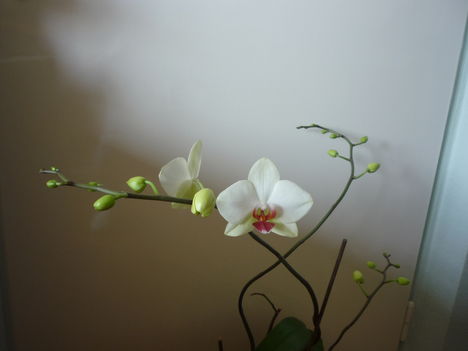 ORCHIDEA  :-)) 14