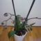 ORCHIDEA  :-)) 15