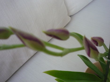 ORCHIDEA  :-)) 16