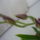 Orchidea___16-001_1357830_3468_t