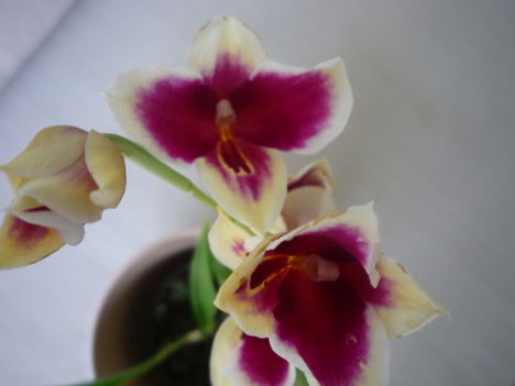 ORCHIDEA  :-)) 17