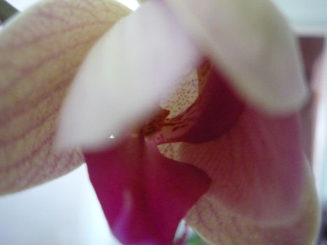 ORCHIDEA  :-)) 18