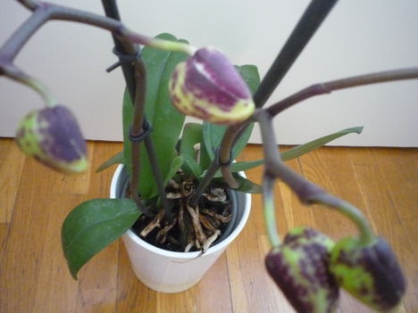 ORCHIDEA  :-)) 19