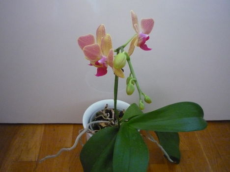 ORCHIDEA  :-)) 2