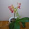 ORCHIDEA  :-)) 2