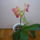 Orchidea___2-001_1357816_1778_t