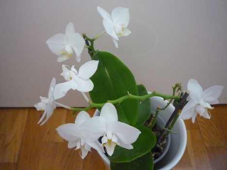 ORCHIDEA  :-)) 20