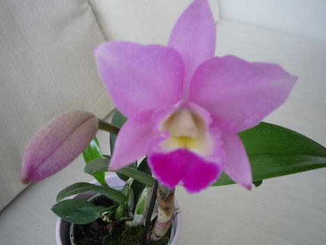 ORCHIDEA  :-)) 21