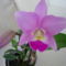 ORCHIDEA  :-)) 21