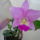 Orchidea___21_1357835_5441_t