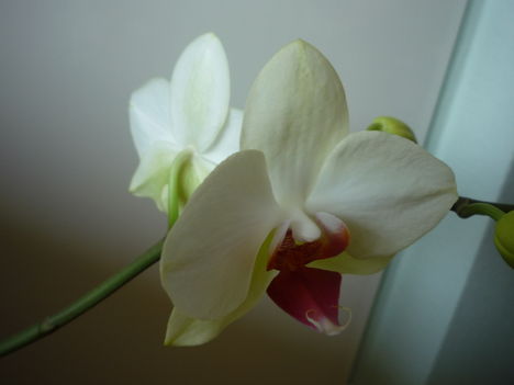 ORCHIDEA  :-)) 22