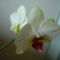 ORCHIDEA  :-)) 22