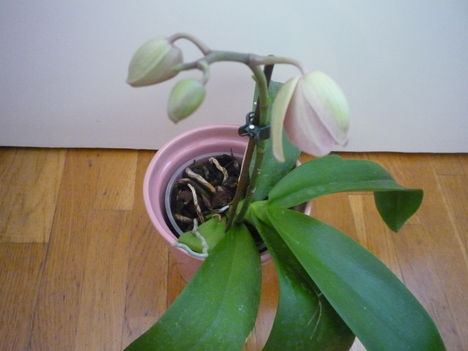 ORCHIDEA  :-)) 3