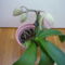 ORCHIDEA  :-)) 3