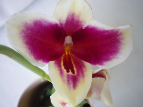 ORCHIDEA  :-)) 4