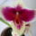 Orchidea___4-001_1357818_6066_t