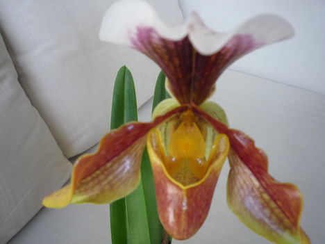 ORCHIDEA  :-)) 4