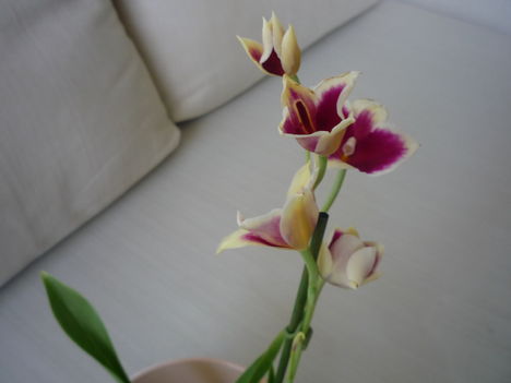 ORCHIDEA  :-)) 6