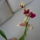 Orchidea___6-001_1357820_5893_t