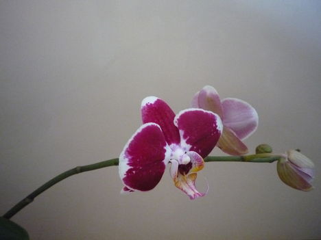 ORCHIDEA  :-)) 7