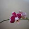 ORCHIDEA  :-)) 7