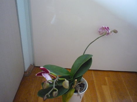 ORCHIDEA  :-)) 7