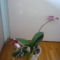 ORCHIDEA  :-)) 7