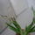 Orchidea___8-001_1357822_9678_t