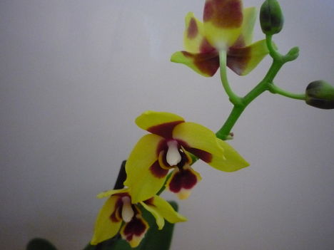 ORCHIDEA  :-)) 9