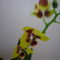 ORCHIDEA  :-)) 9