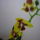 Orchidea___9-001_1357823_7471_t