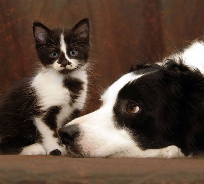 kutya és macska képek