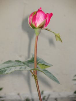 2011. magányos rózsaszál