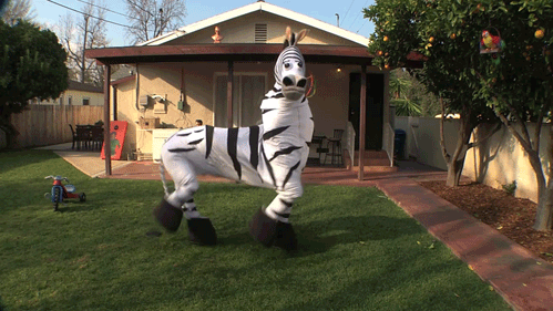 zebra tánc-252-gif