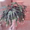 Bimbós karácsonyi kaktusz
