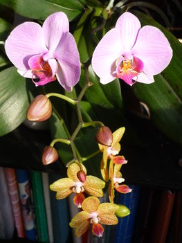 Márti orchideái 1