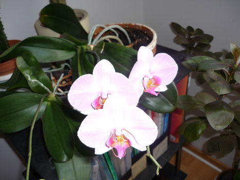 Márti orchideái 2